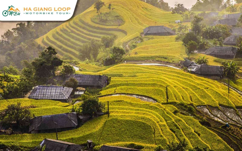 Step into golden rice terraces in Hoang Su Phi